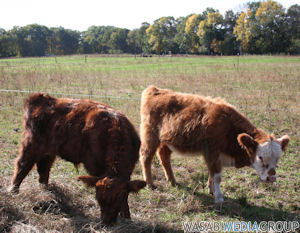 Baby cattle