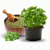 More Tapas with an Italian Twist